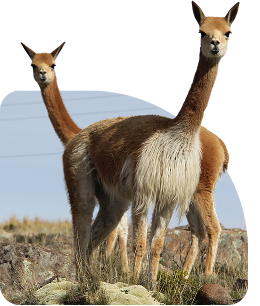LLamas
